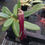 Thumbnail: Bulbophyllum treschii