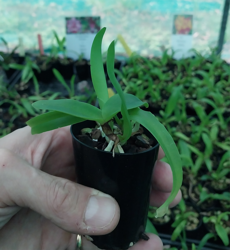 Thumbnail: Rlc. STK Fancy