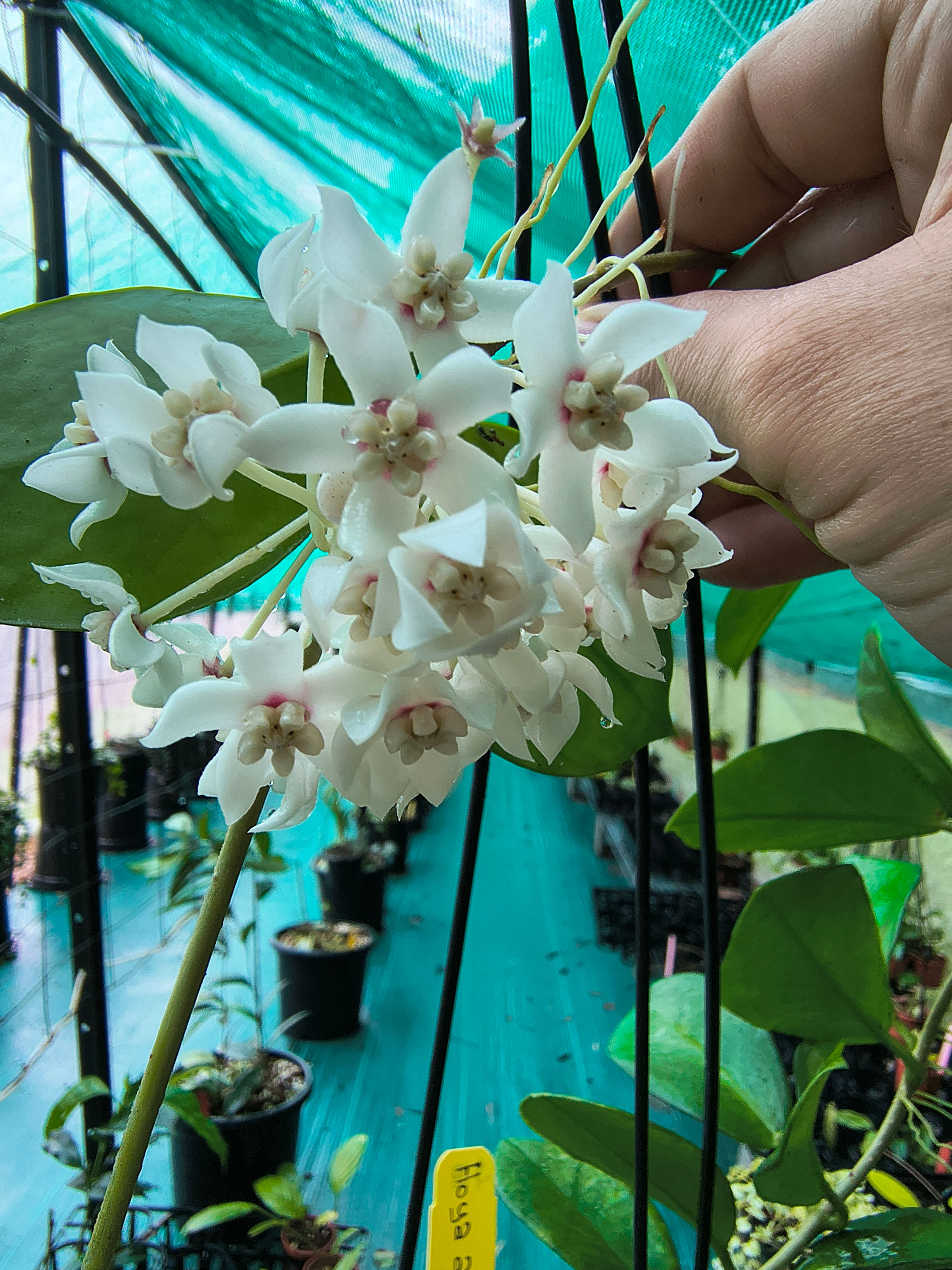 Hoya australis