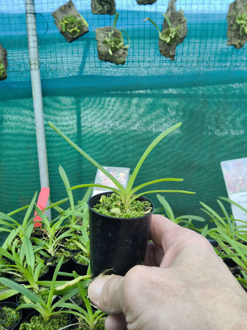 Thumbnail: Vanda lombokensis