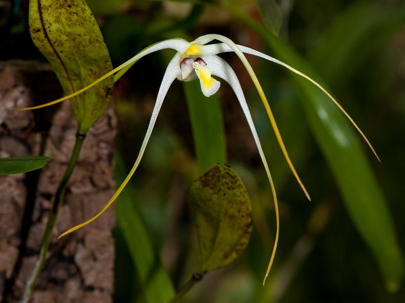 Thumbnail: Diplocaulobium hydrophilum