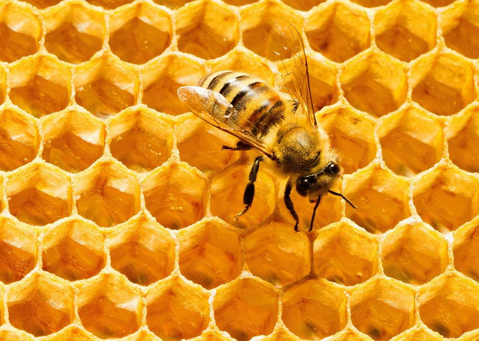Golden Angle, Golden Ratio, Fibonacci Sequence, Nature, Patterns, Spirals, Growth, Math, Mathematic, Mathematics, Fractals, Sequences, Hexagons, Bees, Beehives, Honeycomb