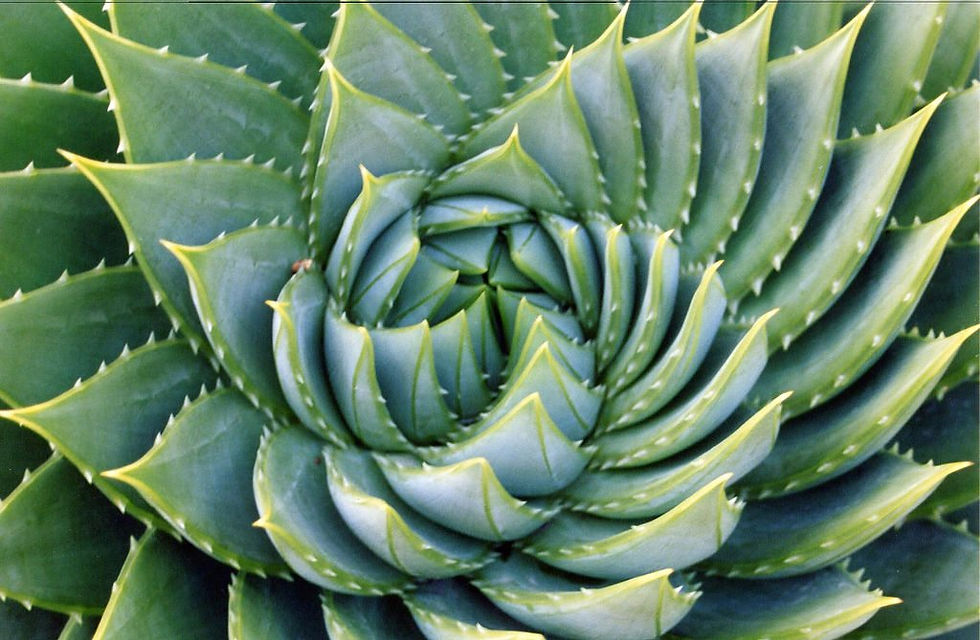 Golden Angle, Golden Ratio, Fibonacci Sequence, Nature, Patterns, Spirals, Growth, Math, Mathematic, Mathematics, Fractals, Sequences, Hexagons, Bees, Beehives, Honeycomb