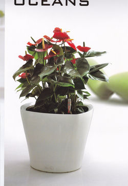 Green+Sun+Planters_0008