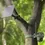 Thumbnail: Caméra Go Ranger PT installée sur un arbre.