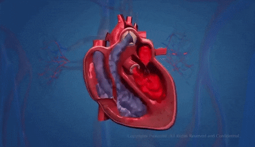 ChillyFickleAldabratortoise-max-1mb.gif