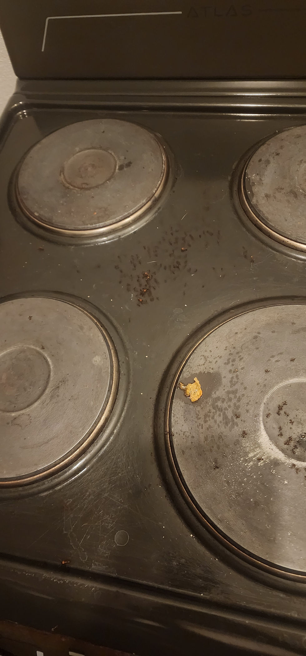 Ants swarming the stove. We had to kill them with heat.