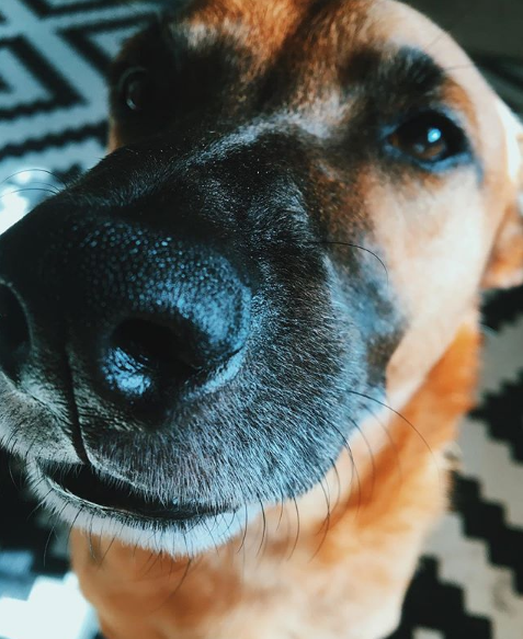 Four Reasons Everyone Needs To Bring Their Dog To The Office