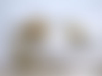 Veterinary Infection Control: The Role of Professional Cleaning and Disinfection