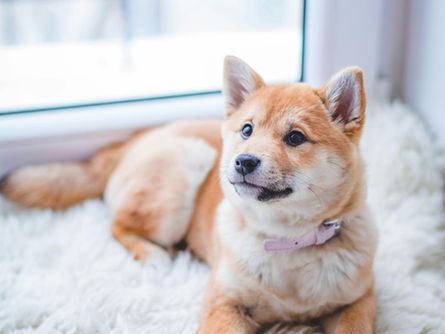 Dust Free Cleaning Tips for Veterinarian Office Buildings