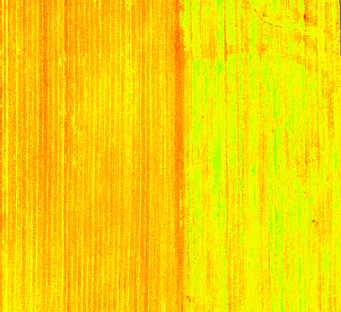 Multispectral view of the same crop showing a disticnt line of difference