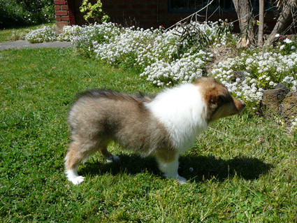 puppy Amber
