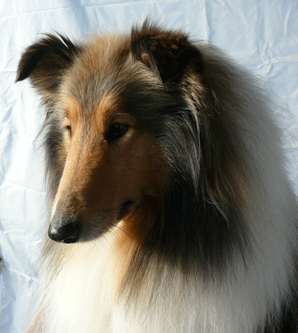 Strathaven collie kennels, collie