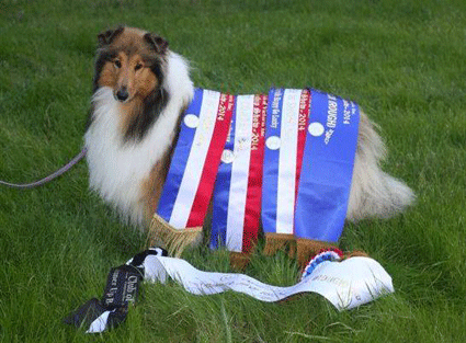 Strathaven collie kennels, collie