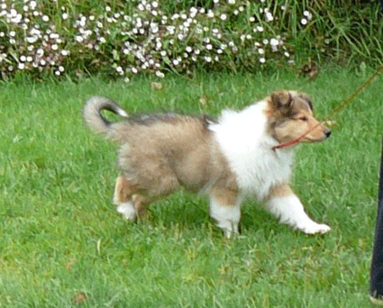 puppy Amber
