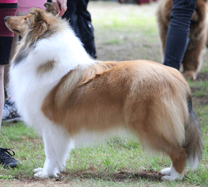 Strathaven collie kennels, collie