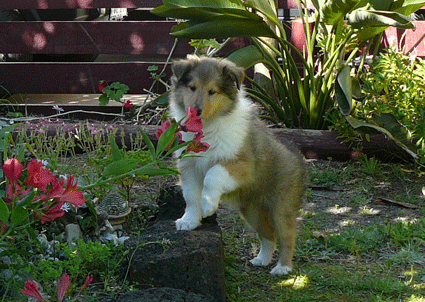 puppy Amber