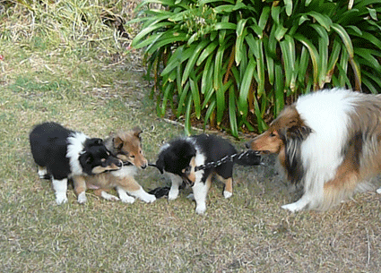 Amber and her puppies