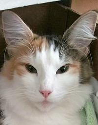 S*Gesmay´s Tutti Frutti