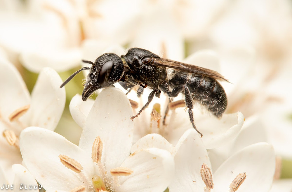 A Protosmia rubifloris alights on white flowers, its profile clearly showing the outsized mandibles