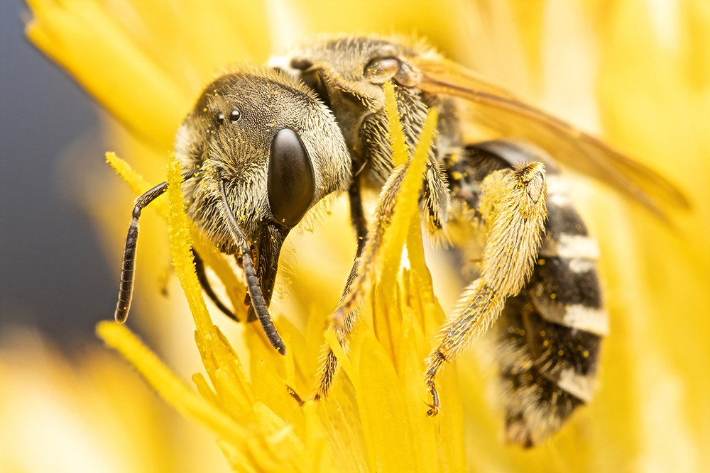 A Halictus ligatus, ligated furrow bee feeds from a rubber rabbitbrush flower