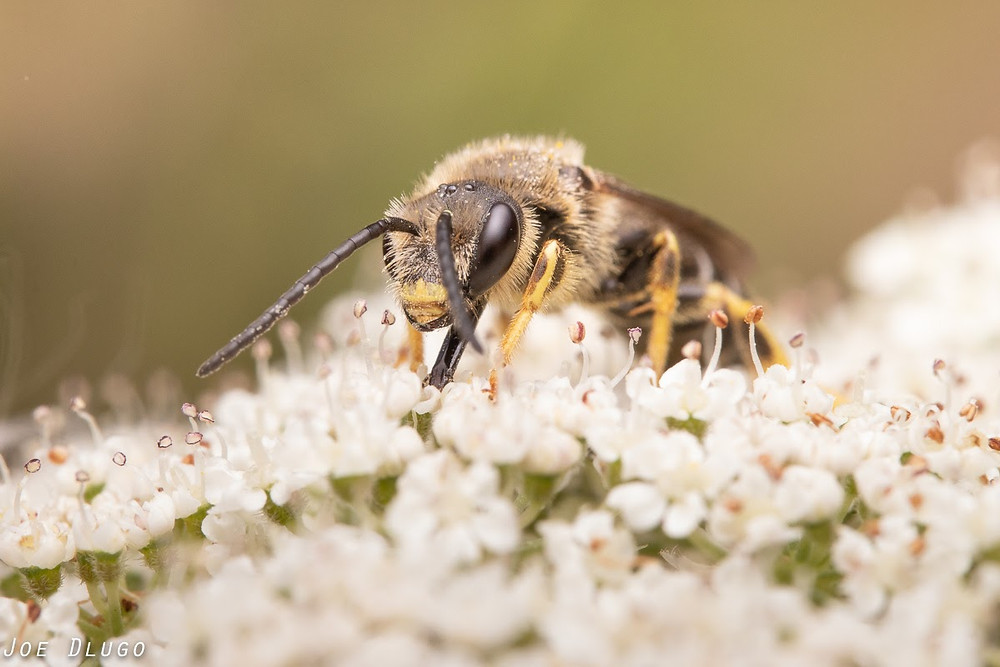 Orange-legged furrow bee male with very long antenna on tiny white flowers