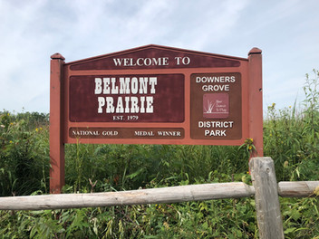 A Bee Safari at Beautiful Belmont Prairie, Illinois