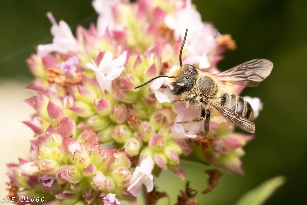 A male leafcutter bee with long antenna and big eyes gets nectar from a pink oregano flower