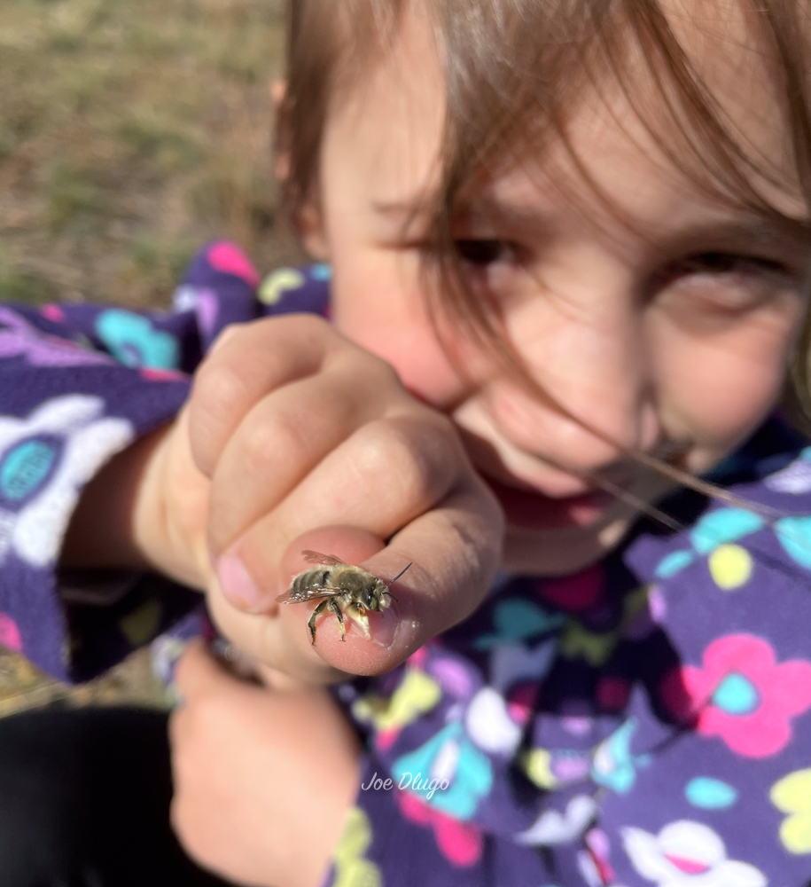 Young girl holding a bee on the tip of her finger