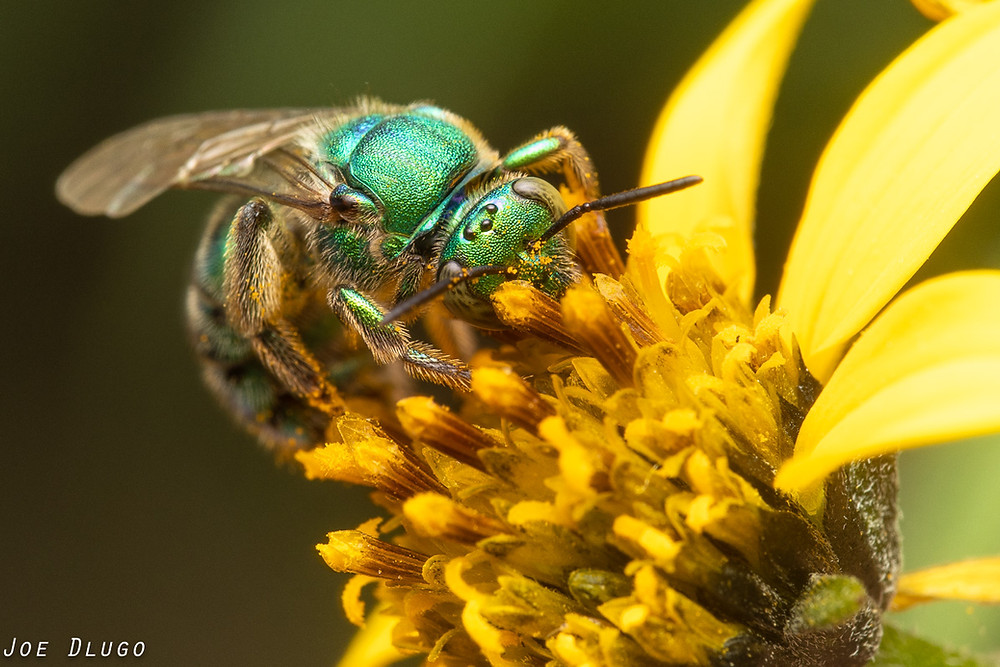 A bright green iridescent bee on a yellow compound flower