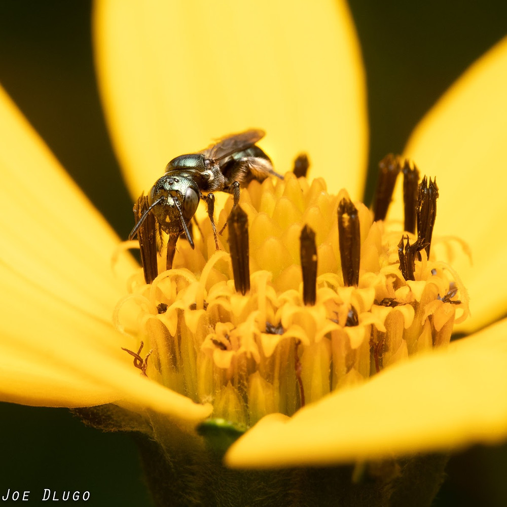 A green, almost hairless small Ceratina bee on the compound florets of a Helianthus flower.