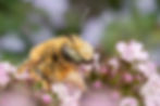 Megachile perihirta.jpg
