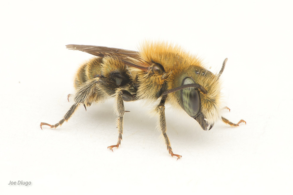 An Osmia mason bee with a mix of white and orange hair and heavily-spotted green eyes seen in portrait against a white background.