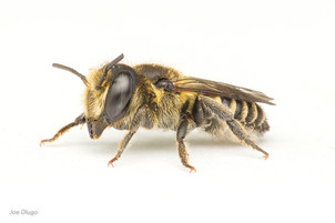 Megachile sp. (female) | USA, Washington, Tenino | 2020-07-22