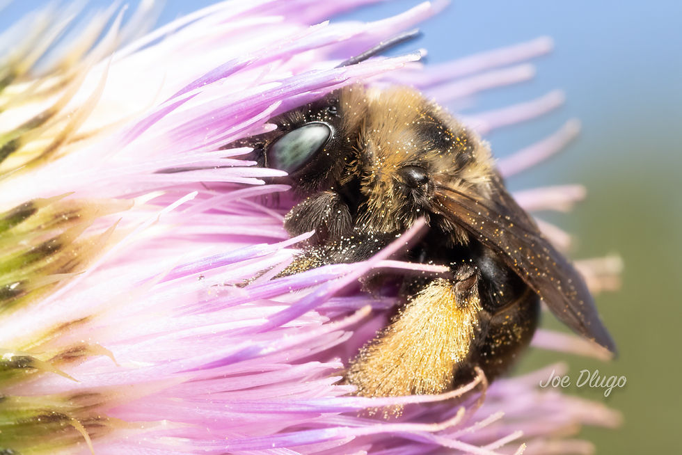 A western thistle longhorn bee in profile angle feeding from a bull thistle. Image by Joe Dlugo