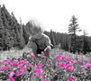 A young girl examining a rock penstemon in a mountain meadow