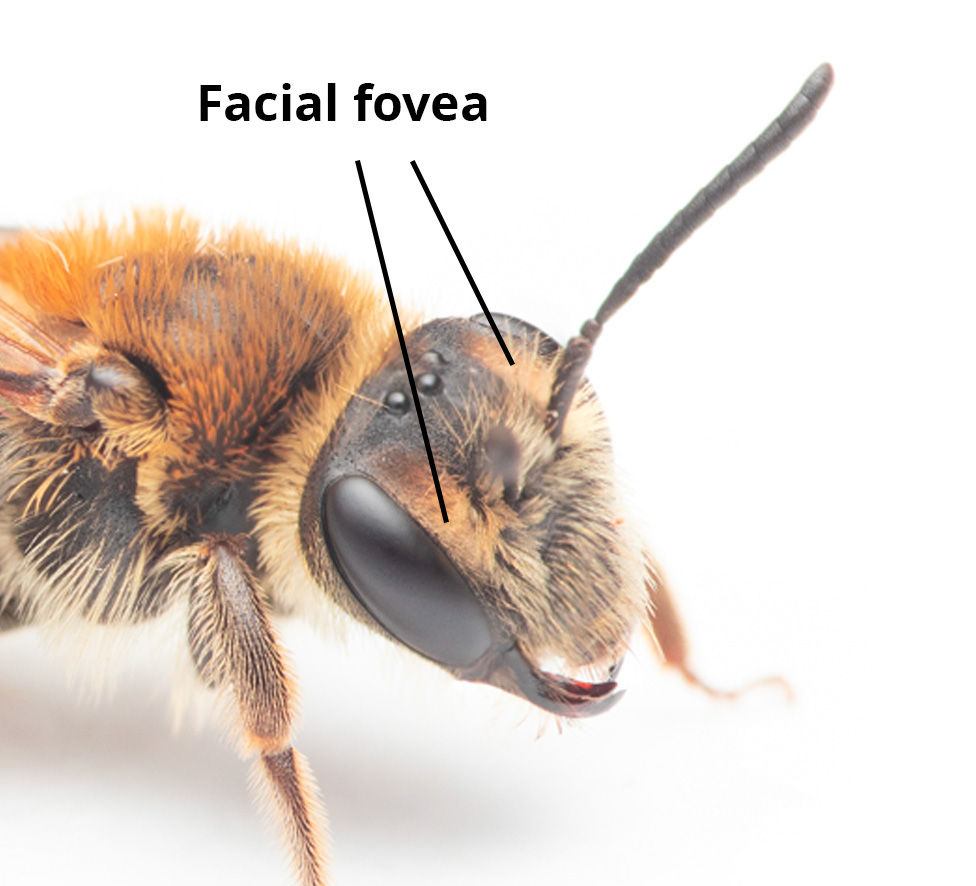 facial fovea mining bee.jpg