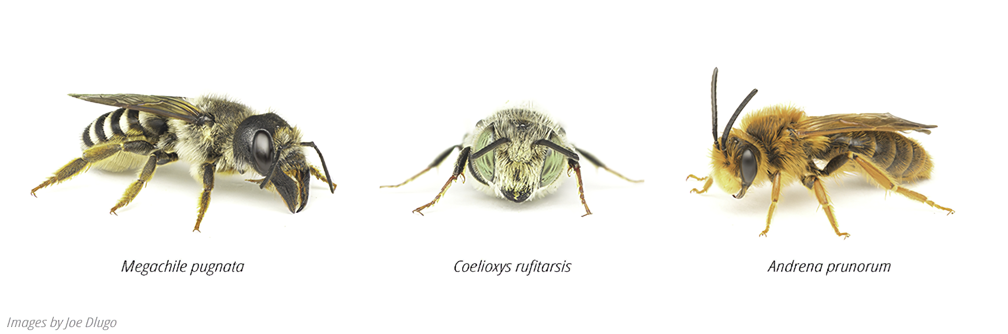 banner-3bees-standard-scale-2_00x-gigapixel.jpg