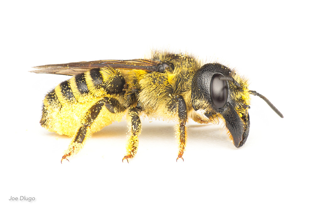 A large leafcuter bee, Megachile pugnata, on a white background, showing her large mandibles, dark head, furry thorax and yellow striped abdomen in good detail.