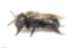 Osmia lignaria female portrait on white background