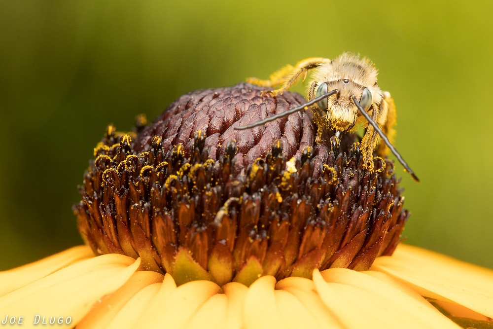 A male long-horned bee with very long antenna stands upon the brown flower head of a Rudbeckia Goldsturm