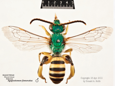 A pinned metallic green sweat bee photographed from above with wings spread