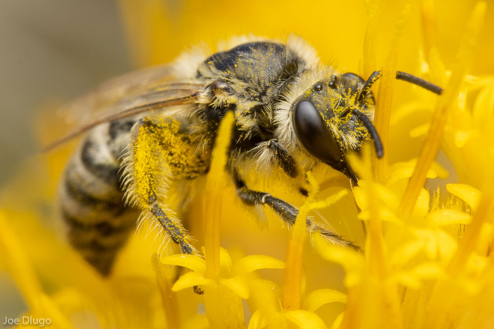 Fall Native Bees in Washington State