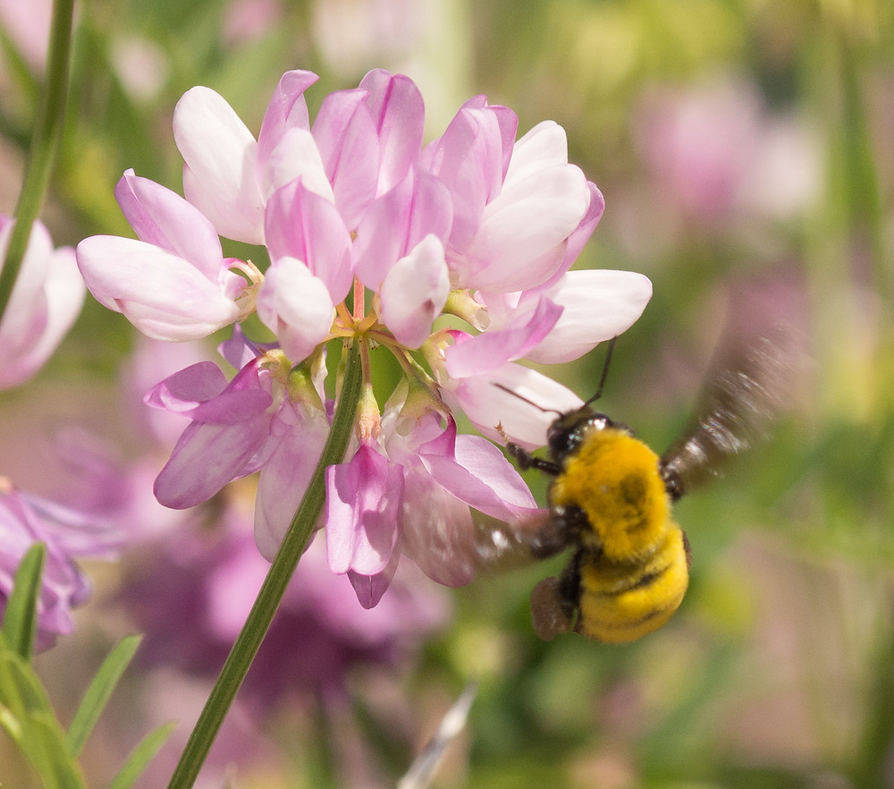 A bright yellow Bombus morrrisoni hovers near a pink cluster of flowers