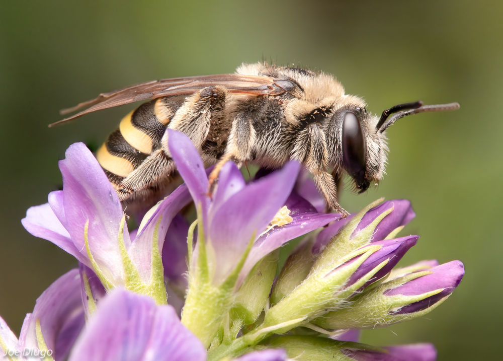 Seven Native Bees to Know in Washington State
