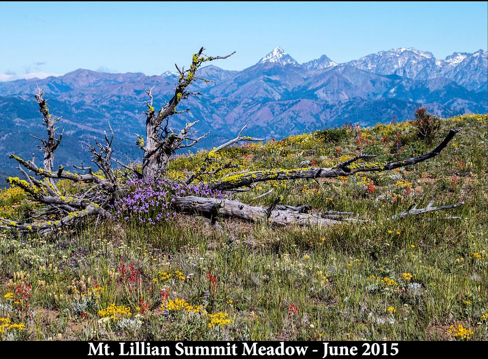 A high mountain meadow with many wildflowers