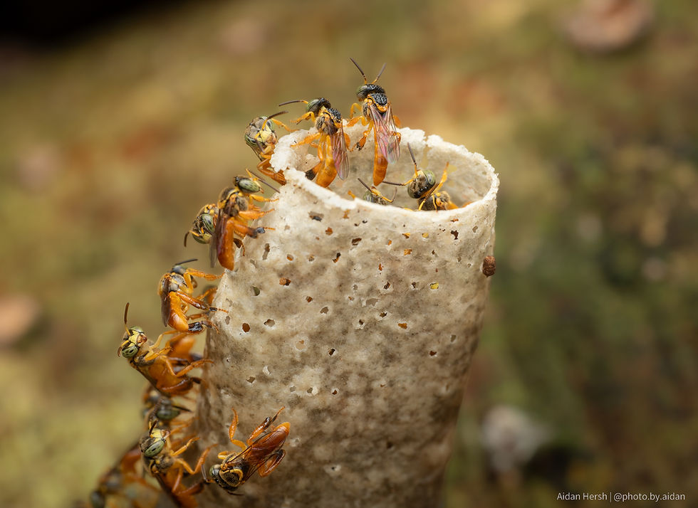 Stingless bees gathered at a next structure appearing like a tube