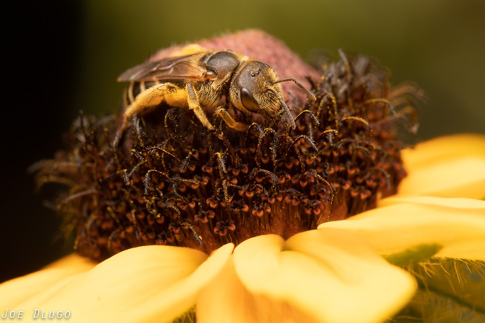 Halictus ligatus walking about the brown flower head of a Rudbeckia Hirta flower