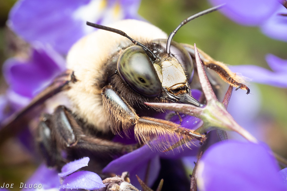 Eastern carpenter bee male (Xylocopa virginica) with tongue extended, feeding from blue lobelia