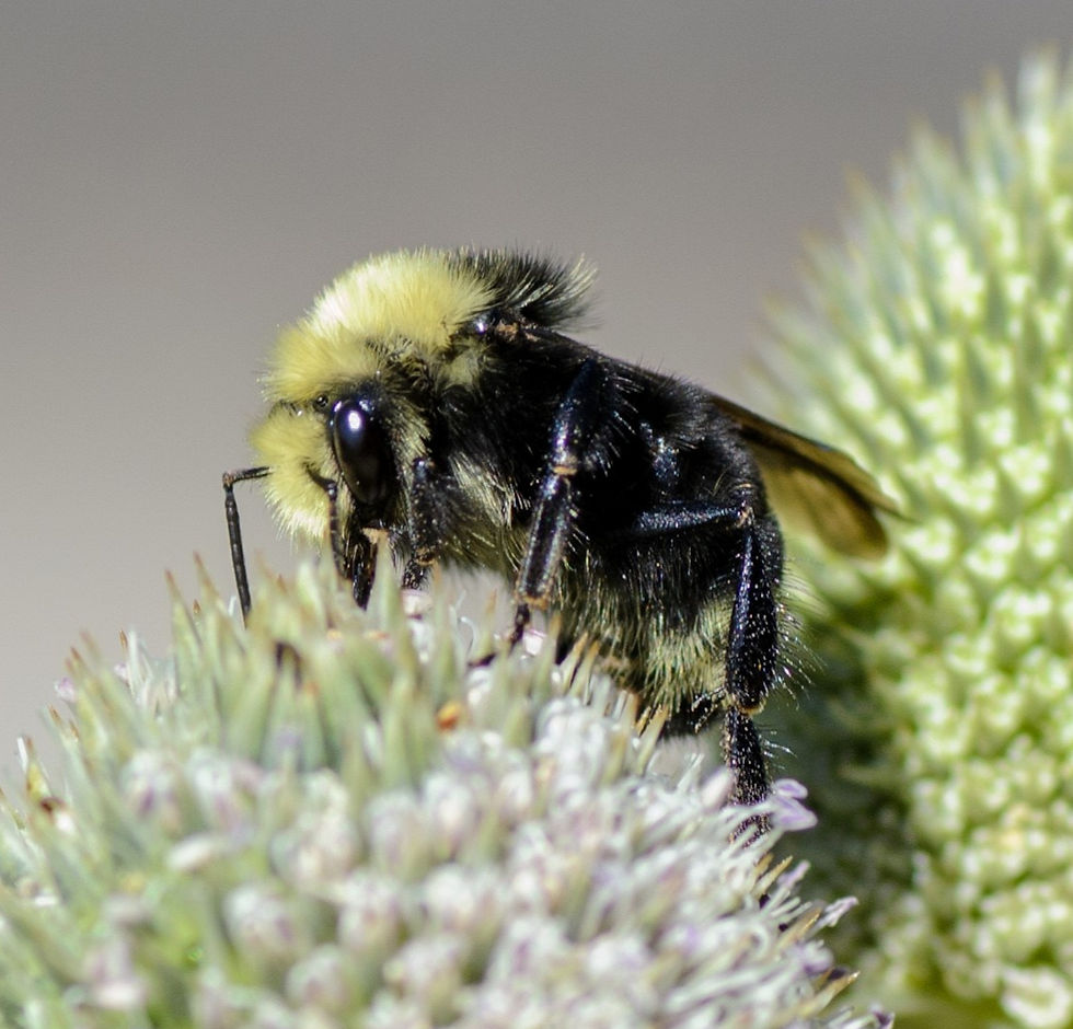 Jan-bombus_csb3_edited.jpg